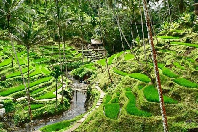 Best of Ubud Full Day Private Guided Tour - Reviews Overview