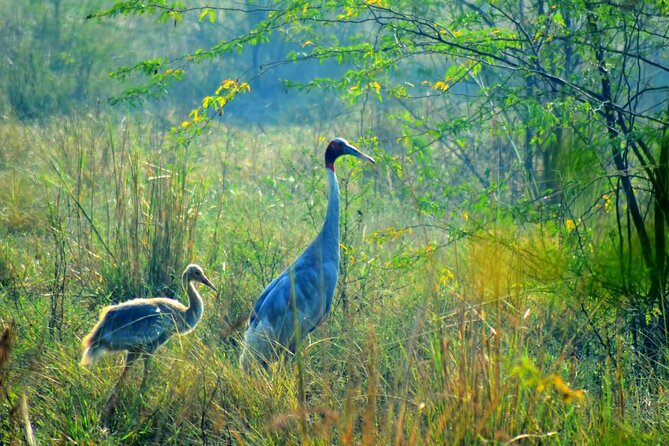 Bharatpurs Keoladeo National Park From Delhi and Drop Jaipur - Inclusions and Exclusions
