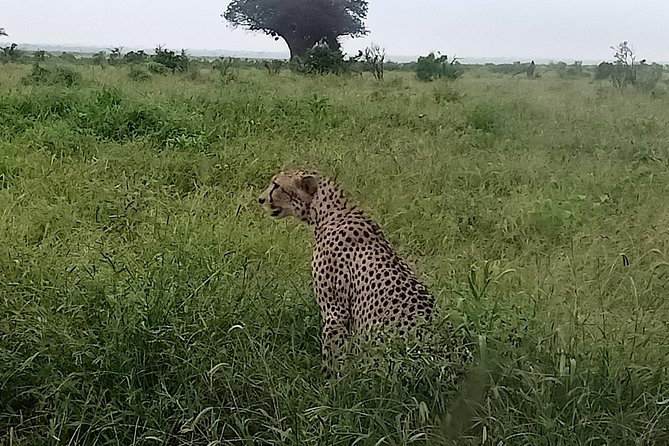 Big Cat Exclusive Safari - Booking Confirmation and Guarantees