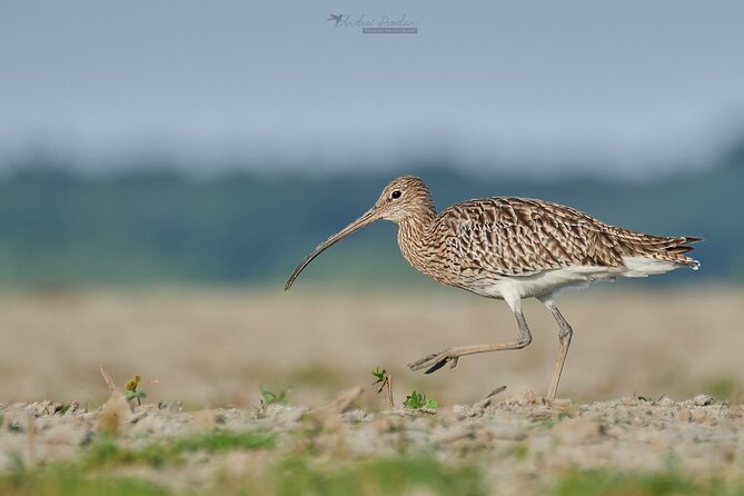 Bird Watching and Photography Private Tour Near Constanta - Meeting and Pickup Options