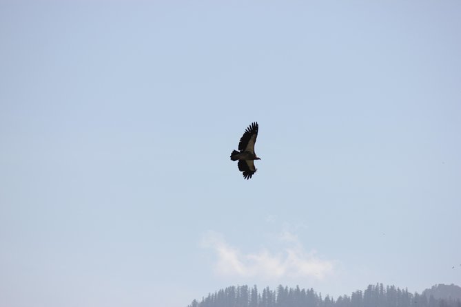 Bird-Watching Hikes Around Jibhi - Tips for Beginners in Bird-Watching