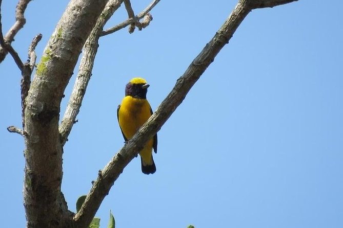 Bird Watching in Cartagena Full Day - Optional Guided Tour