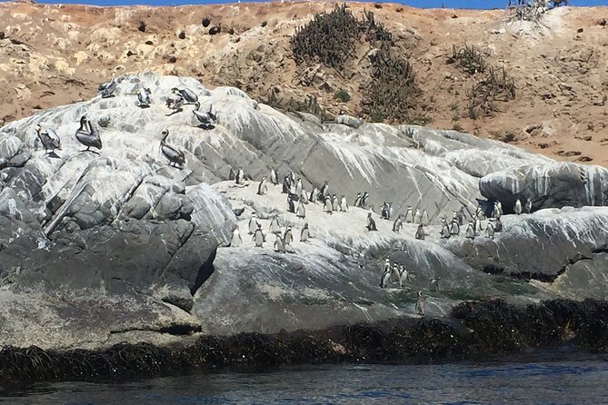 Bird Watching Mantagua Wetland&Penguins Cachagua Island From STGO - Transportation and Pickup Details