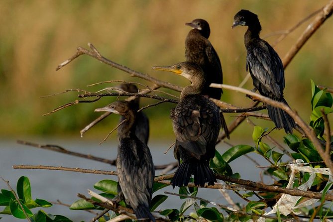 Bird Watching Tour at Muthurajawela - Transportation and Pickup Details
