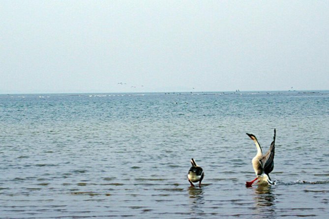 Bird Watching Tour at Nanji Hill Poyang Lake Nature Reserve From Nanchang - Price and Booking