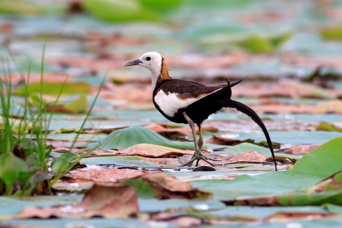 Bird Watching Tour in Muthurajawela Wetland From Colombo Harbour - Additional Information