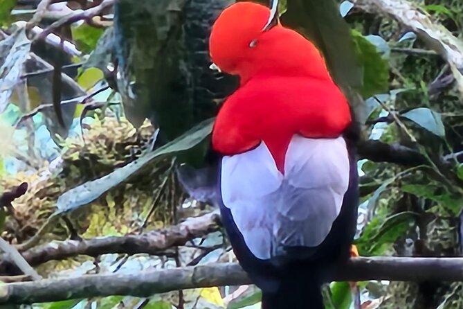 Birdwatching by Mindo Cloud Forest (Private Tour) - Health and Accessibility