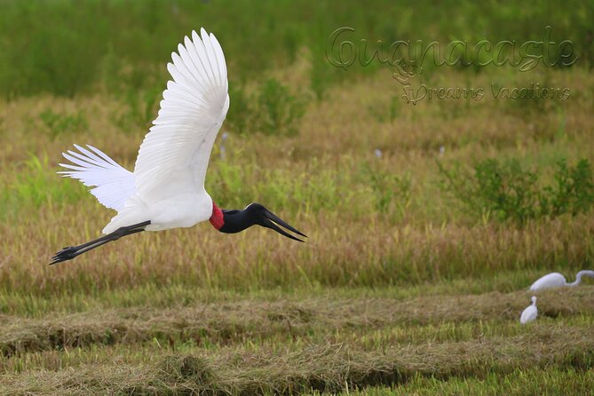 Birdwatching Experience Private Tour - Pricing and Booking
