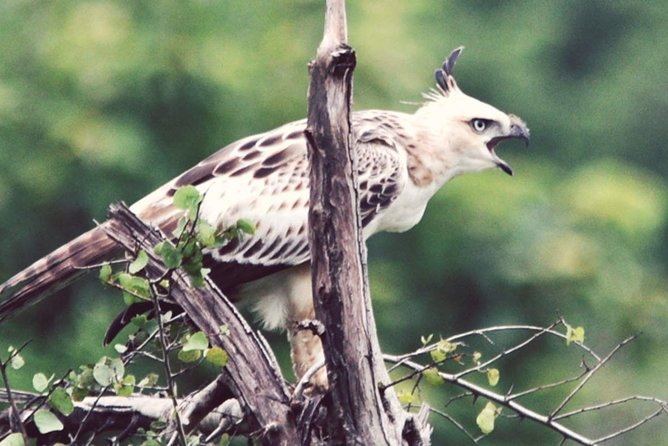 Birdwatching Safari in Udawalawe National Park From Colombo - Pricing Details