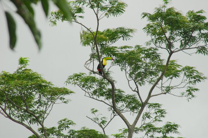 Birdwatching Tour - Tour Highlights