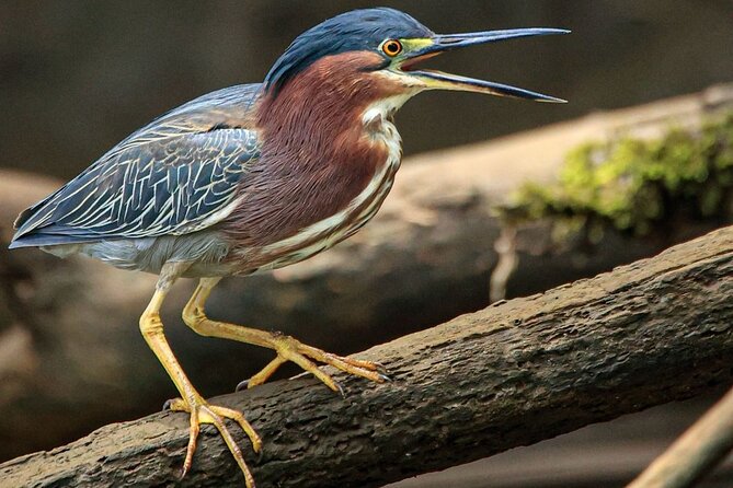 Birdwatching Tour in the Banks of Rio Celeste With Breakfast - Inclusions and Amenities