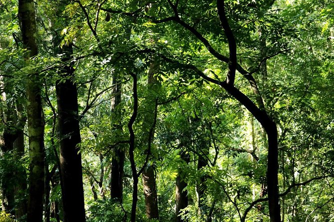 Birdwatching Trek in Kandy Udawatta Kele Forest Reserve - Pricing Information