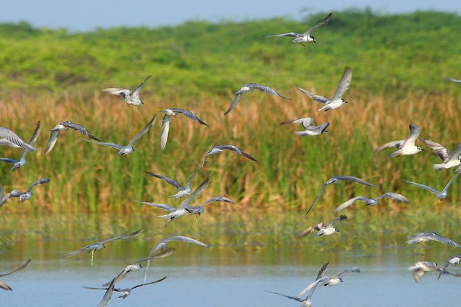 Birdwatching Walk in Anawilundawa Sanctuary From Kalpitiya - Directions From Kalpitiya to Anawilundawa