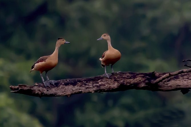 Birdwatching Walk in Sigiriya Countryside - Start Time
