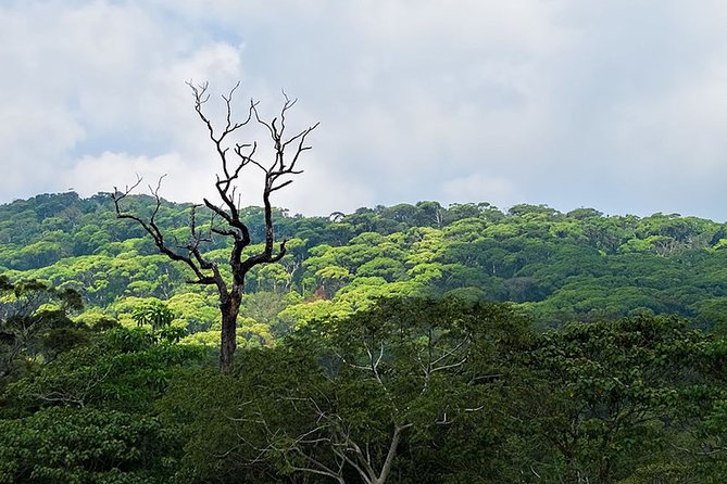 Birdwatching Walk in Sinharaja Rainforest From Colombo - Additional Information
