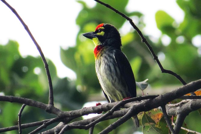 Birdwatching Walk in Thalangama Wetland From Colombo - Pricing