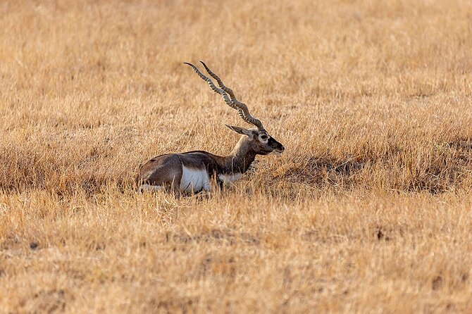 Blackbuck Safari From Rajkot - Cancellation Policy Details