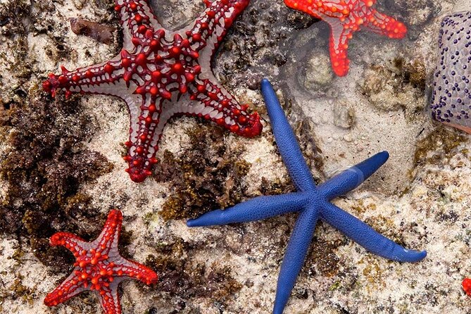 Blue Lagoon, Starfish Adventure, The Rock Restaurant, Spice Tour, Secret Garden - Dining at The Rock Restaurant