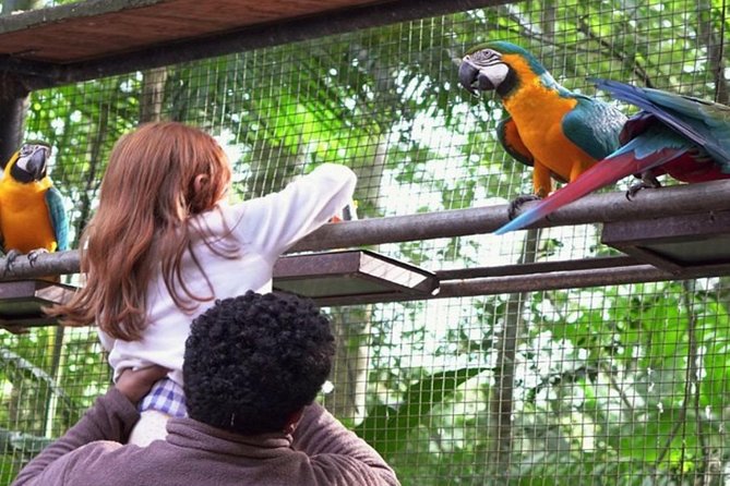 Brazilian Side Falls: Brazilian Falls Tour With Parque Das Aves: - Directions and Tips