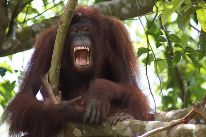 Bukit Merah Orang Utan and Penang City Private Tour - Entrance Fees