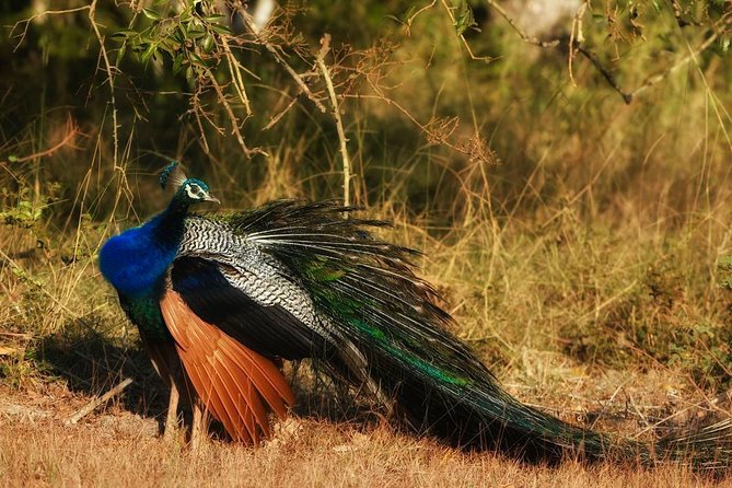 Bundala National Park Private Safari With Naturalist - Cancellation Policy