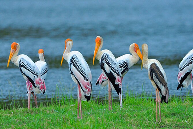 Bundala National Park Safari From Ahungalla - Directions for Pickup and Meeting