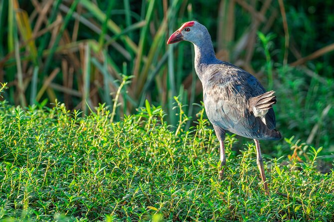 Bundala National Park Safari From Beruwala - Additional Info