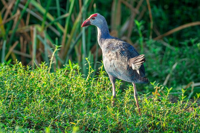 Bundala National Park Safari From Weligama - Pickup Information