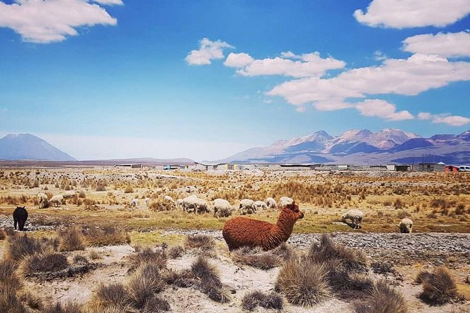 Bus From Puno to Chivay With Stops - Pricing and Reservation Information