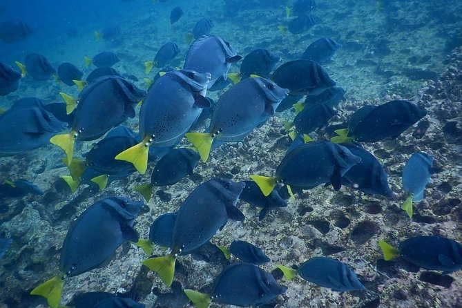 Cabo Rosa (Tuneles) Hiking & Snorkeling Tour From Isabela - Important Considerations