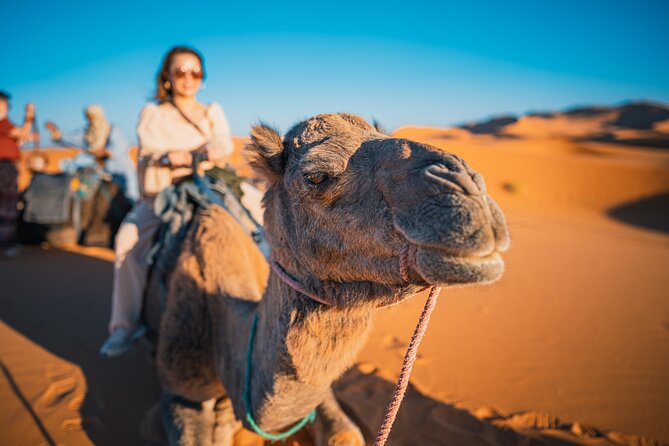 Camel Ride Desert Experience - Pricing and Payment Flexibility