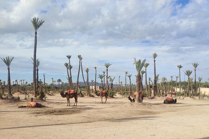Camel Ride Experience in Palmeraie Marrakech With Tea Break - Price Information