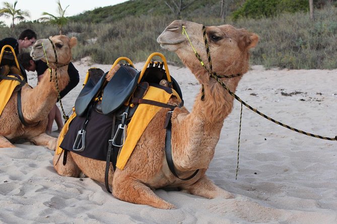 Camel Ride on the Beach of Essaouira - Expectations