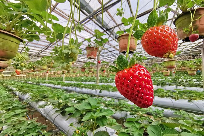 Cameron Highlands Full-Day Trip - Experienced Tour Guide