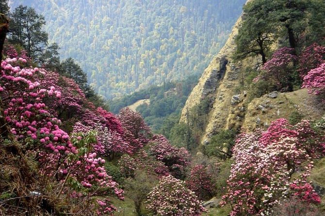 Camping in Chopta - 1 Night - Frequently Asked Questions