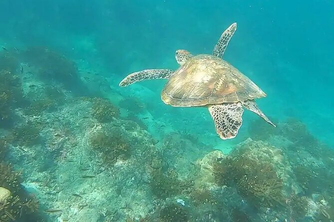 Cano Island Snorkeling From Drake Bay - Price and Booking