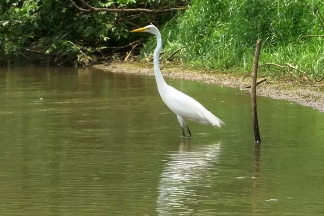Caño Negro Eco Safari Boat Tour - Important Reminders