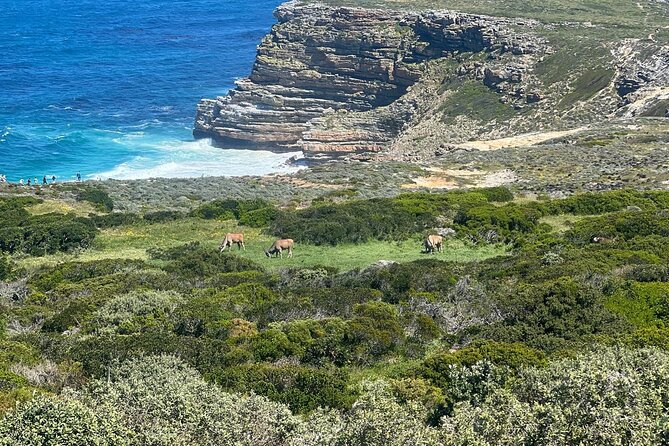 Cape of Good Hope and Boulder's Beach Penguins Private Day Tours - Meeting and Pickup