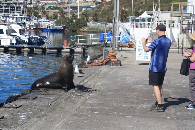 Cape Of Good Hope and Cape Point Tour - Meeting and Pickup Details
