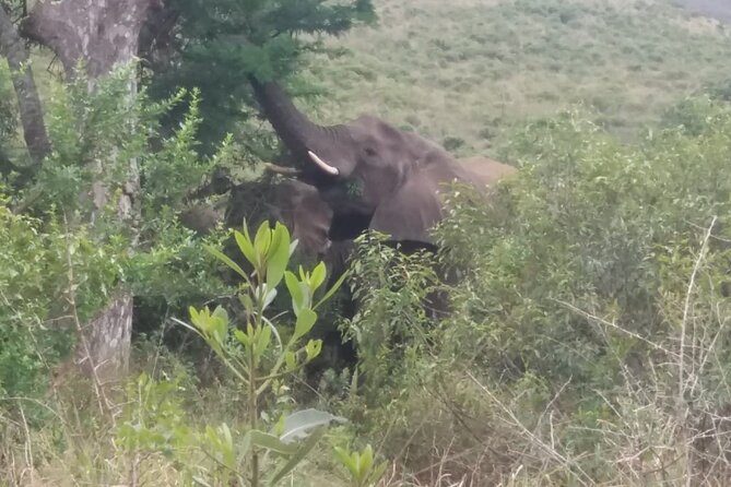 Cape Town Aquila Big Five Safari With Park Fees Transport, Lunch - Frequently Asked Questions