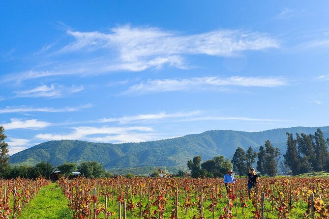 Casablanca Valley Wine Tour From Santiago - Vineyard Experiences and Tastings