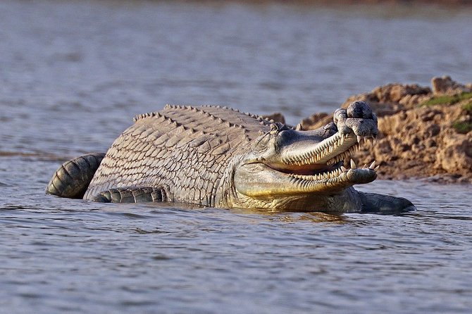 Chambal Boat Safari (Day Excursion From Agra) - Car Types and Additional Info