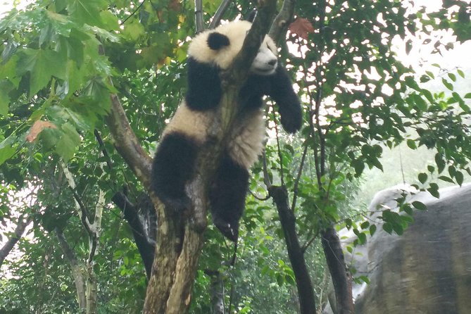 Chengdu Impression of Giant Panda and Sichuan Cuisine Cooking Experience - Booking Information