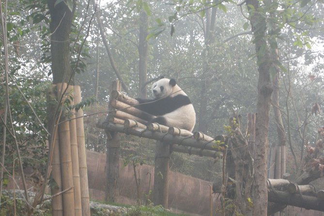 Chengdu Panda Base and Drop off Shuangliu International Airport(CTU) Day Tour - The Sum Up