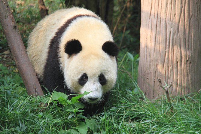 Chengdu Railway Station Pick up and Panda Base Day Tour - Frequently Asked Questions