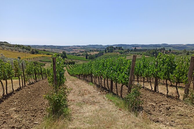 Chianti Classico Black Rooster and Super Tuscan Wine Tour - Winery Experiences