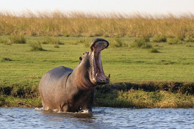 Chobe National Park Safari Day Trip - Pickup Details