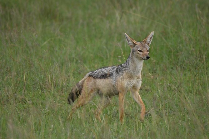 Classic Kenya Explore Safari 2022 - Safari Vehicle Options