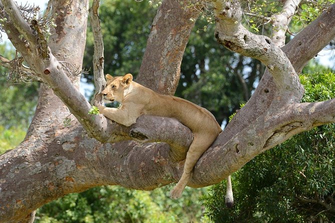 Classic Rhapsody Masai Mara Safari - Pickup Information