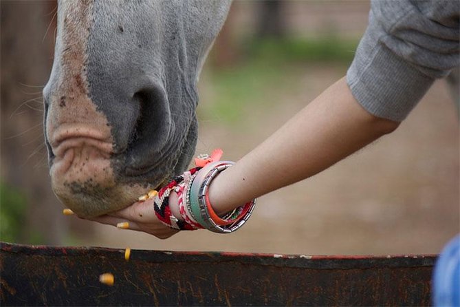 Coaching With Horses in Buenos Aires, Argentina - Price and Cancellation Policy
